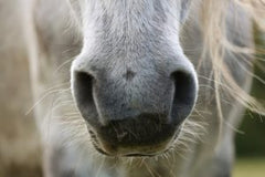 cushing horse nose