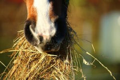 horse eating hay 