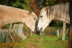 horse eating hay