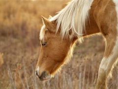 ehv-1 horse palomino