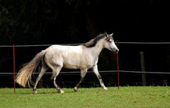 gray horse boarding 