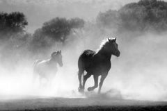 Horse running