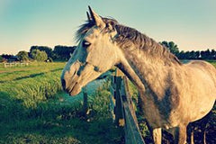 gray horse pasture