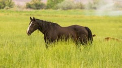 horse grazing black 
