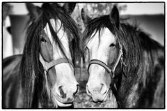 draft horses