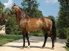 morgan horse 