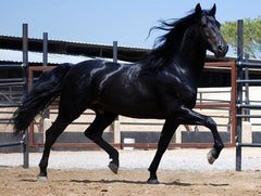 Tennessee walker horse black