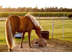 Horse eating hay - Horse Guard Supplements