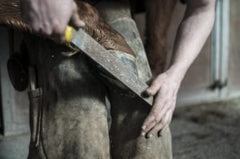 farrier horse shoer