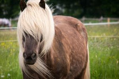 horse hair long