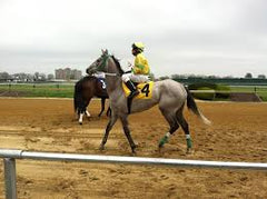 gray runner horse