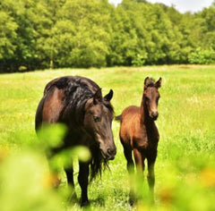 mare foal bay