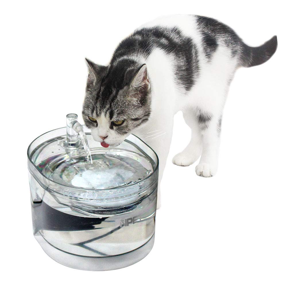 fountain water cat