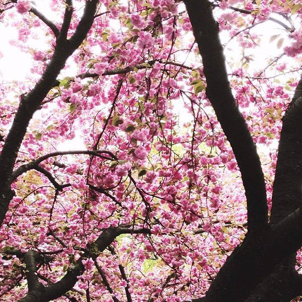 Pink blossoms on tree