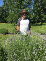 Our lavender is hand cut with serrated harvest sickles.