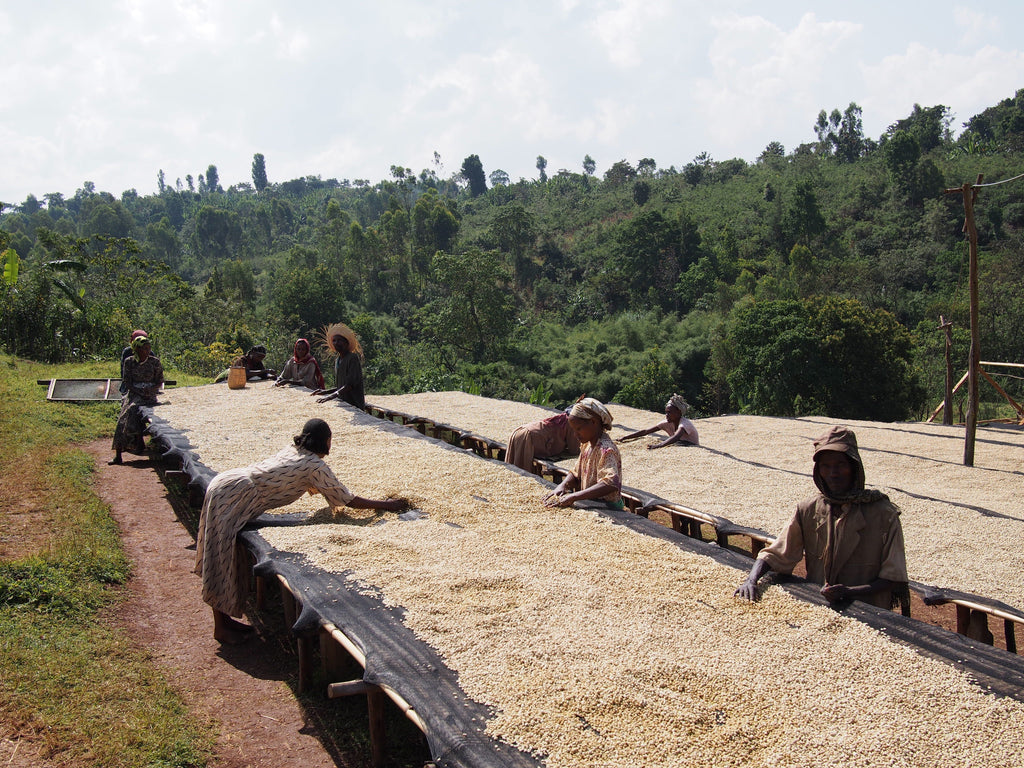 Etiopia coffee farm