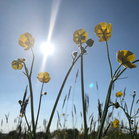 Meadow buttercup