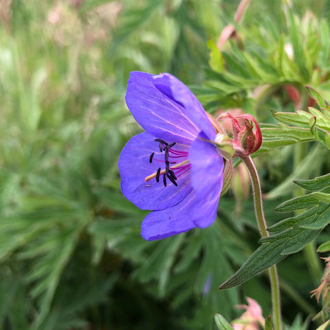 Meadow cranesbill