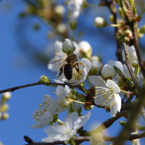 Myrobalam, Prunus cerasifera