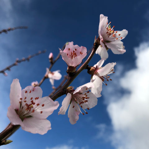 Peach blossom
