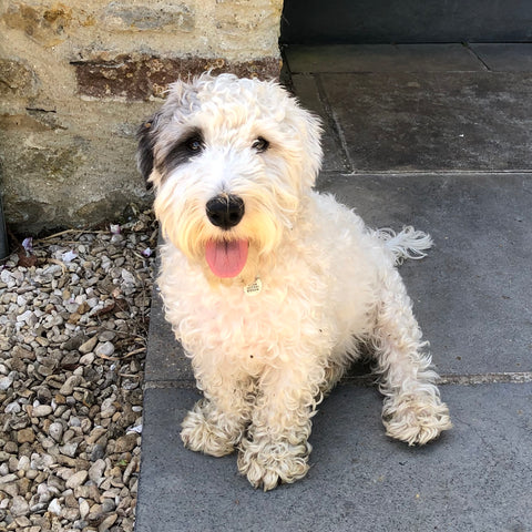 Sealyham terrier