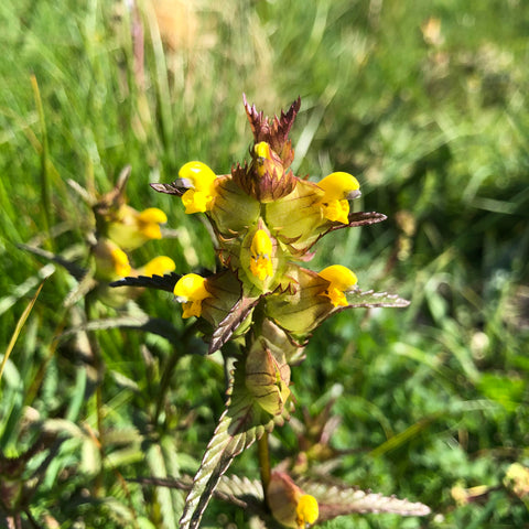 Frosted Yellow Rattle