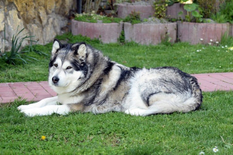 Malamute