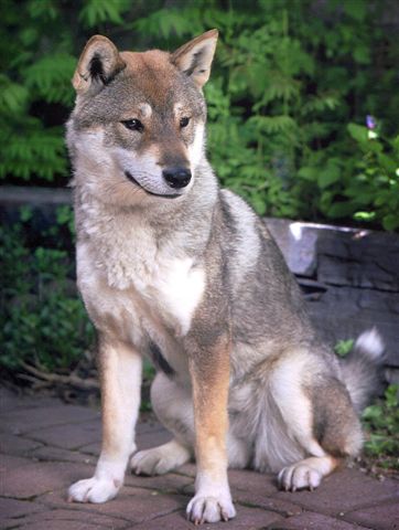 Shikoku chien ressemble loup