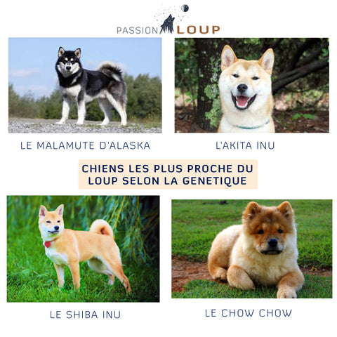 Chien proche loup ancêtre