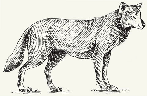 Loup gris ancêtre du chien