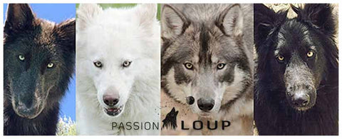 loup pelage couleur