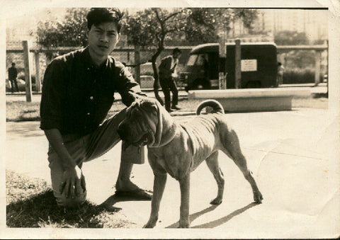 Sharpei chien combat loup