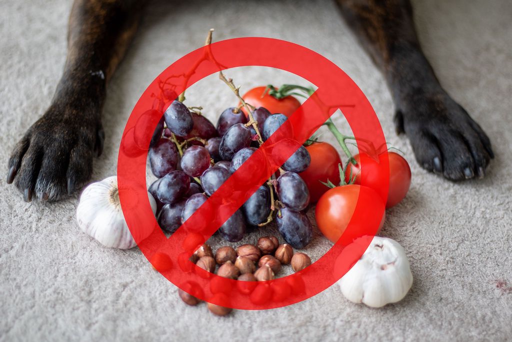 Hvad kan hunde ikke tåle? | Skadeligt mad din | Siccaro.dk