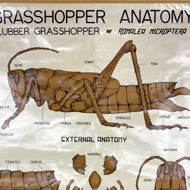 grasshopper external diagram