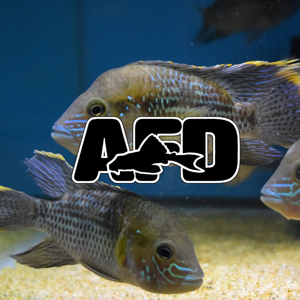 large freshwater aquarium fish