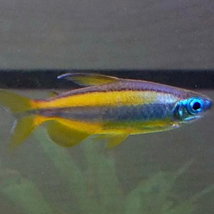 blue eyed congo tetra