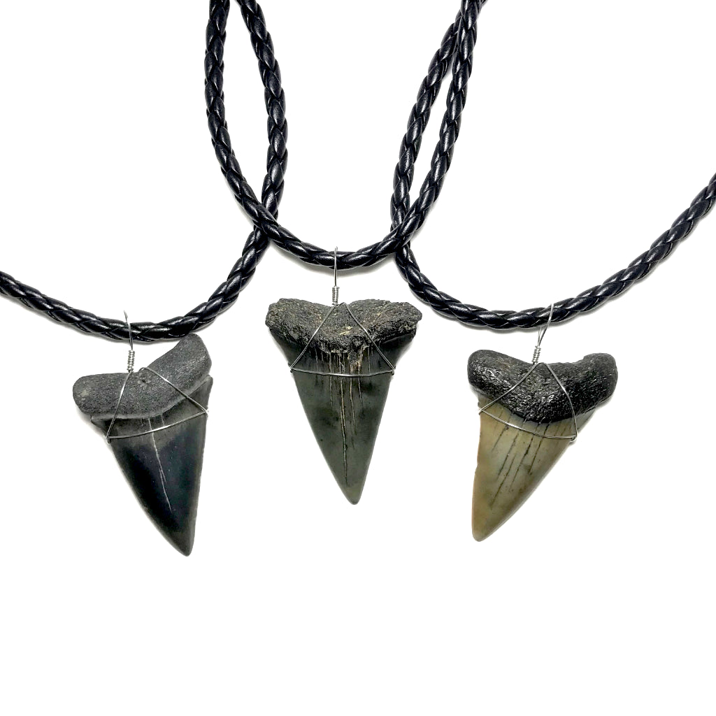 shark tooth necklace