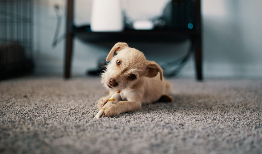 How to use a steam cleaner on carpet