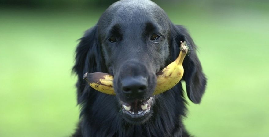 do banana peels make dogs sick