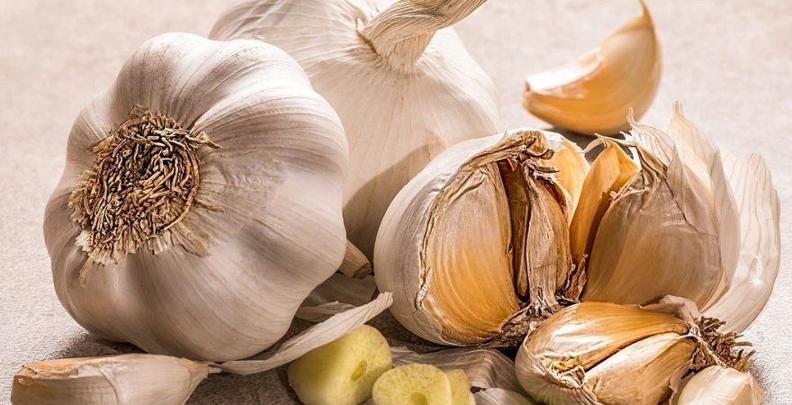 can garlic be given to dogs