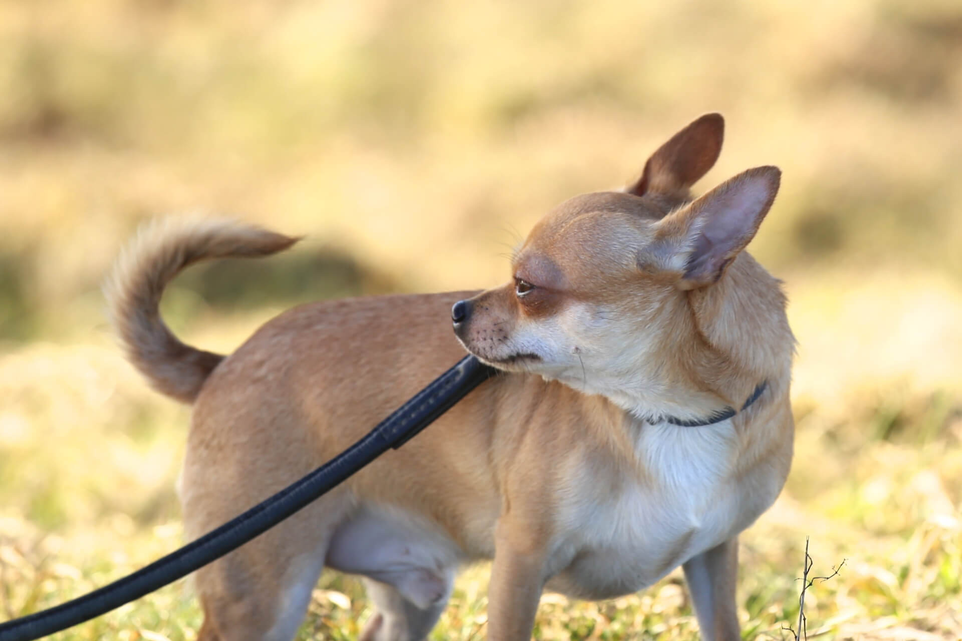 do chihuahuas like water