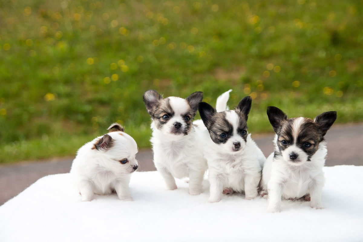 what is the best way to pick a puppy from a litter