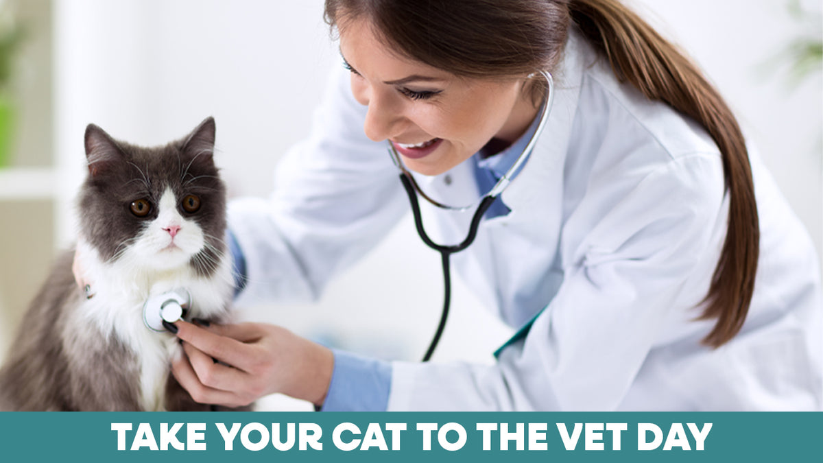 Take Your Cat To The Vet Day Jackson Galaxy