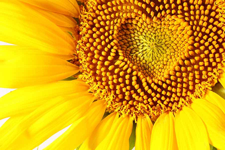 Sunflower with Heart, Color Therapy & Sex