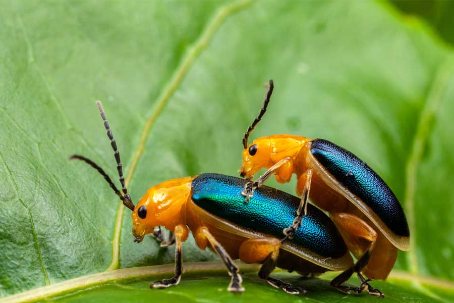 Bugs having sex, Environment Sex