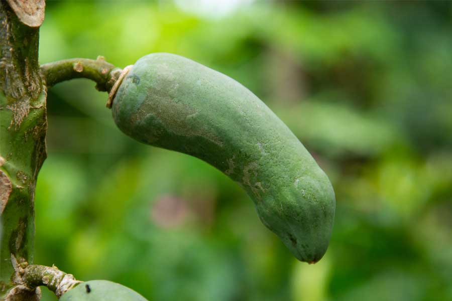 zucchini, Natural Erectile Dysfunction Remedies