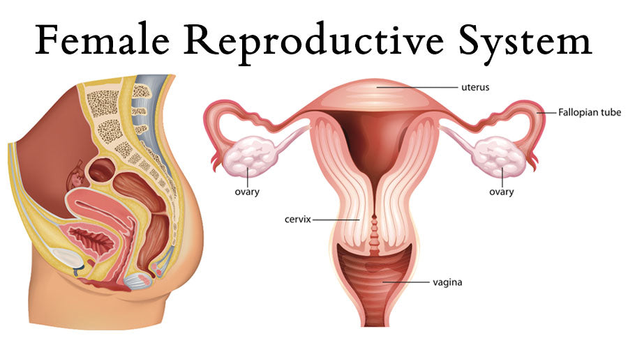 Female Reproductive System Diagram