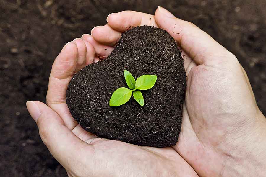 Seedling in soil heart, Fertility Testing for Men