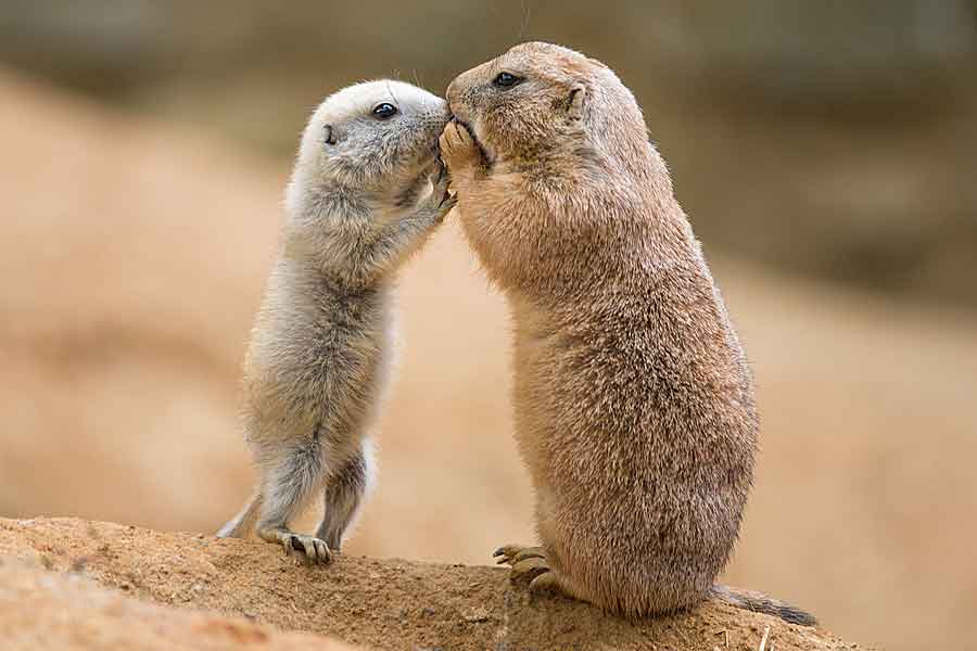 Prairie Dogs Kissing, Kissing Techniques