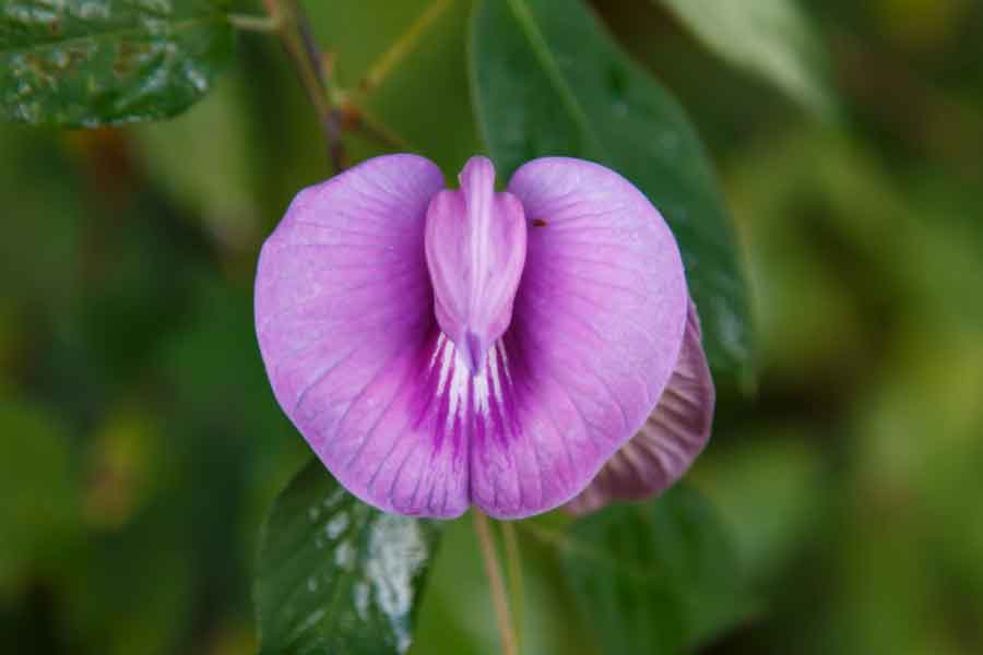 Flower, Vaginal Sex Techniques